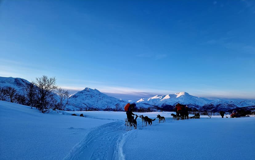 Dog Sledding